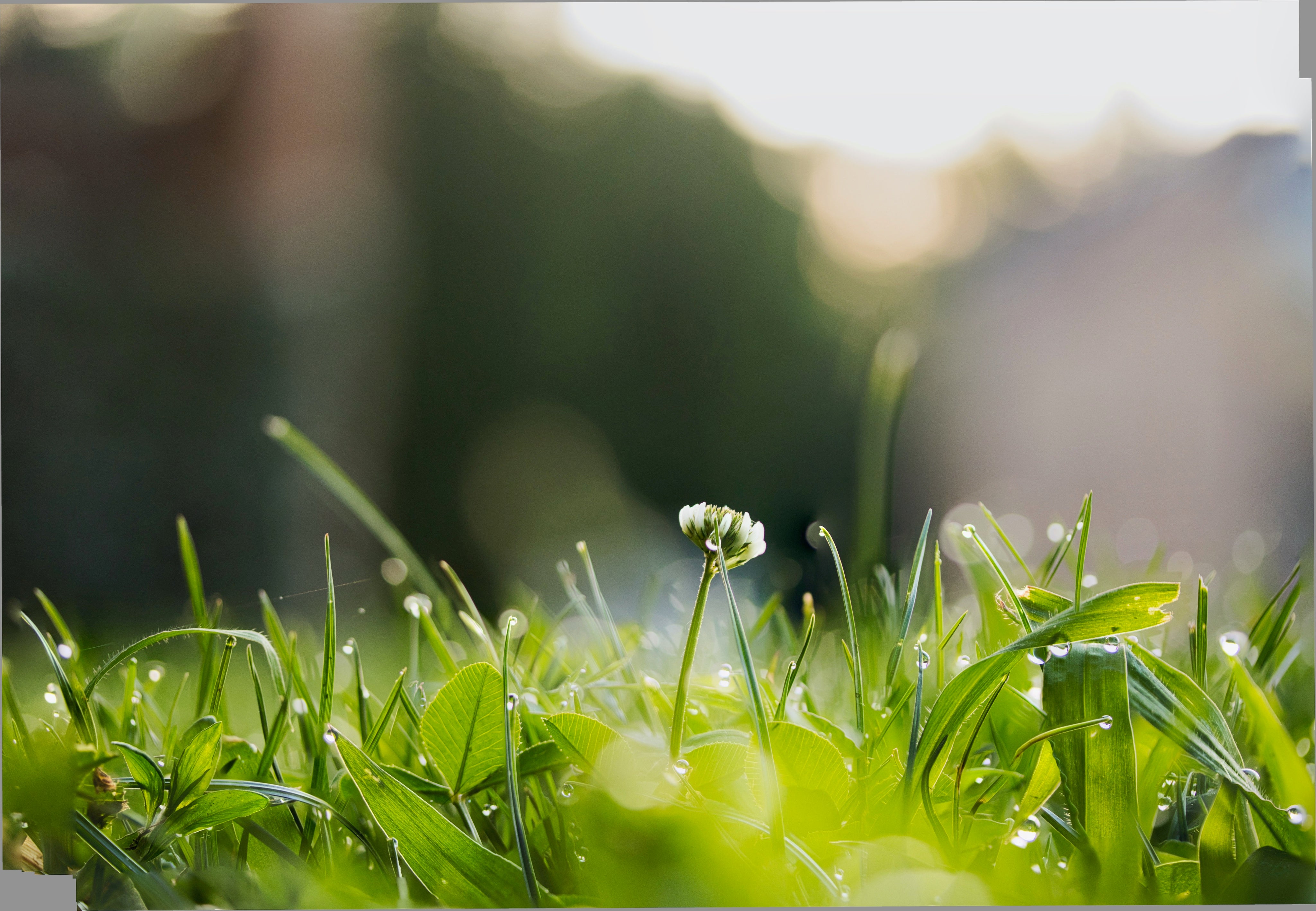 low-view-of-wet-green-grass-and-a-white-wild-flower.jpg